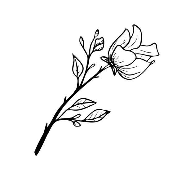 Biała Róża Szkic Rysunek Dłoni — Wektor stockowy