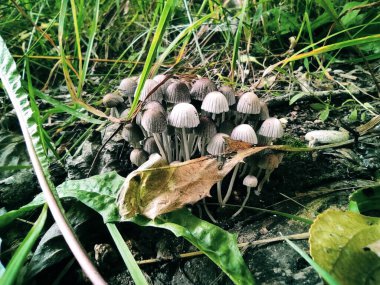 Ranço usulü rzevskiy ipek.