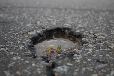 Ranço usulü rzevskiy ipek.