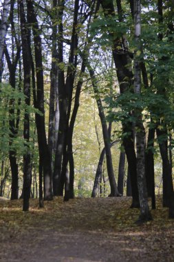 Ayrılmış ağaç sıraları