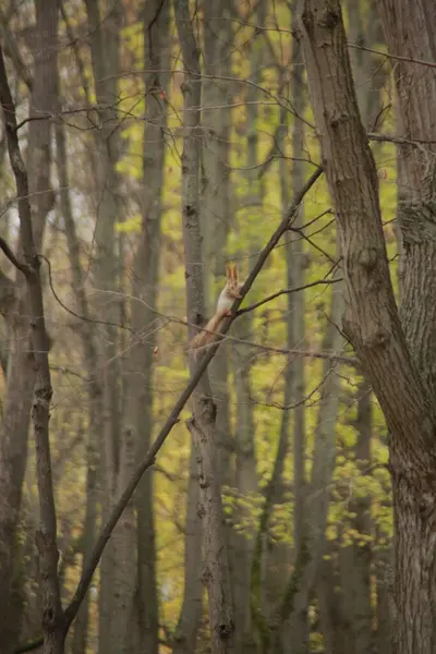 Esquilo Uma Árvore Caída — Fotografia de Stock