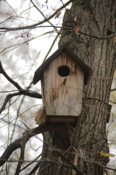 Birdhouse Asciutto Nel Parco — Foto Stock