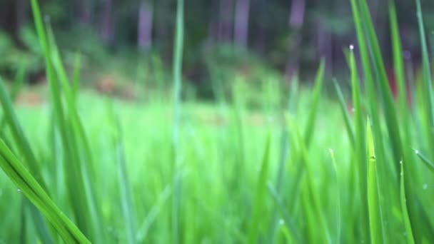 Imágenes Cámara Lenta Plantas Arroz Verde Campo Durante Una Lluvia — Vídeos de Stock