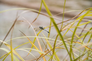 Yusufçuklar kuruyacak otların içinde kalırlar. Bokeh arka planda yusufçuk ve yabani otlar