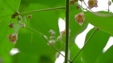 Dallarını, yapraklarını ve çiçeklerini gösteren yeşil bir bitkinin yavaş görüntüleri.