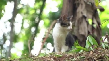 Siyah kedi evin bahçesinde oynuyor.