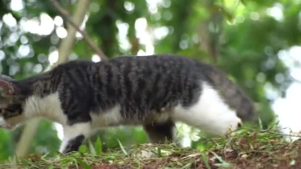 The cute black cat is playing in the garden yard of the house — Vídeo de stock
