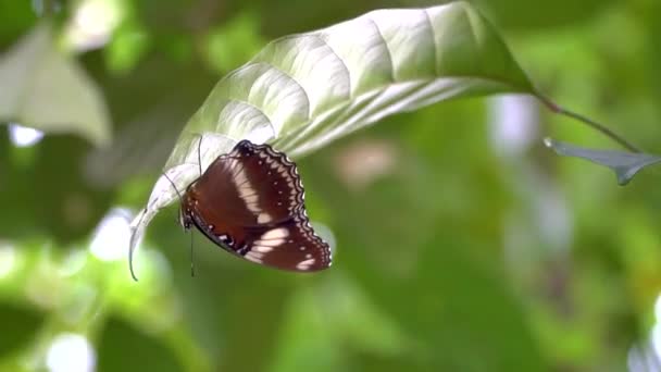 Butterfly animal perched on a green tree leaf — Stock video