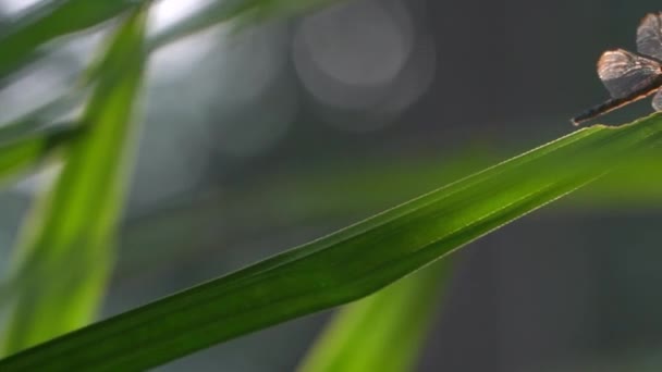 Dragonflies perch on the tips of green leaves when the morning light shines — Video