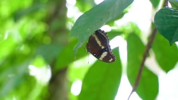 Ein brauner Schmetterling bewegt seine Flügel, wenn er auf einem Baumblatt landet — Stockvideo
