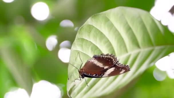 The video footage of the butterfly perching on the trees leaves was taken from the bottom — стоковое видео