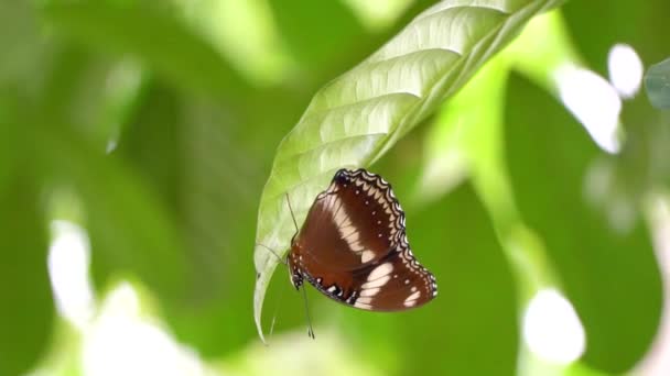 Imagens de vídeo em câmera lenta de uma borboleta marrom pousando em uma folha de árvore em uma floresta natural — Vídeo de Stock