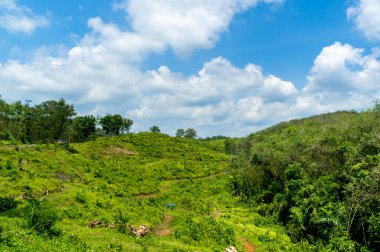 Mavi gökyüzü ve güneşli bulutlu yeşil doğal manzara