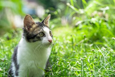 Yeşil çimenlerin üzerinde oturan siyah ve beyaz kedi