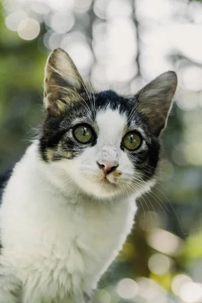 Close-up shot of black and white cat on blur background — ストック写真