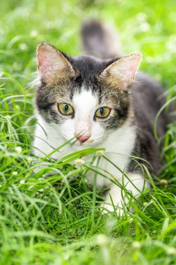 Yeşil çimenlerde oynayan sevimli siyah beyaz kedi.