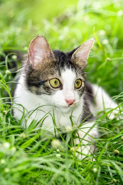 Aranyos fekete-fehér macska ül a friss zöld fű — Stock Fotó