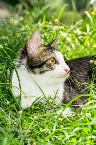 A Cute cat in black and white is sitting on the green grass — Zdjęcie stockowe