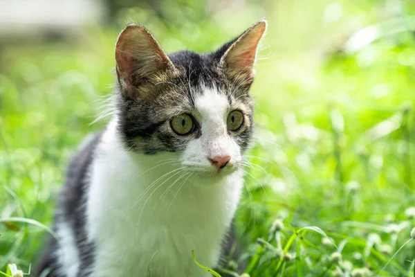 Close-up shot of cute black and white cat on green grass background — Zdjęcie stockowe