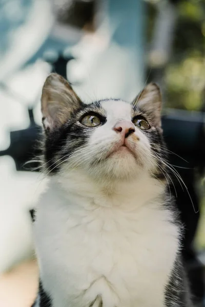 Nahaufnahme einer schwarz-weißen Katze, die nach oben schaut — Stockfoto