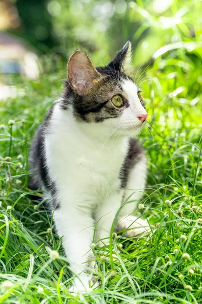 Cute cat looking sideways on green grass — 图库照片