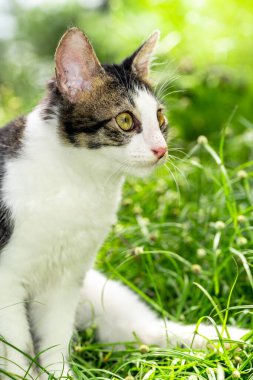 Siyah beyaz kedi yeşil çimlerin üzerinde oturuyor.