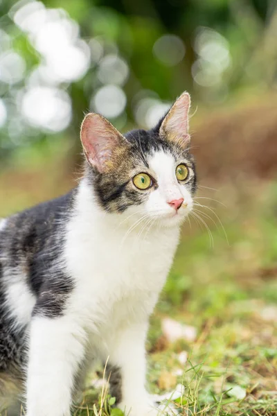 Close-up van een zwart-witte kat die vooruit kijkt — Stockfoto