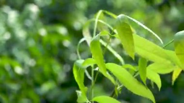 Rüzgarda savrulan yeşil yapraklar.