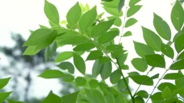 Yeşil yapraklar vahşi doğada. Yeşil yapraklar dipten vahşi doğada.