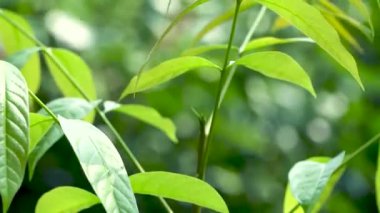 Rüzgarda savrulan yeşil yapraklar.