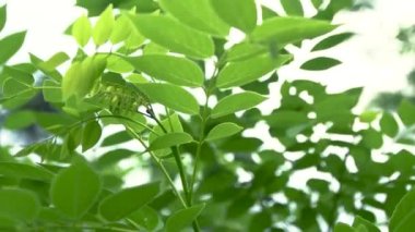 Yeşil yapraklar vahşi doğada. Yeşil yapraklar dipten vahşi doğada.