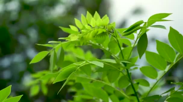 녹색은 야생에 있습니다. 보케를 배경으로 자연 속의 녹색 잎들. — 비디오