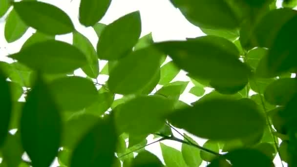 Hojas verdes en la naturaleza. Hojas verdes en la naturaleza desde el fondo. — Vídeo de stock