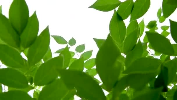 Zöld levelek a vadonban, alulról rögzítve. Természetes zöld levelek a vadonban. — Stock videók