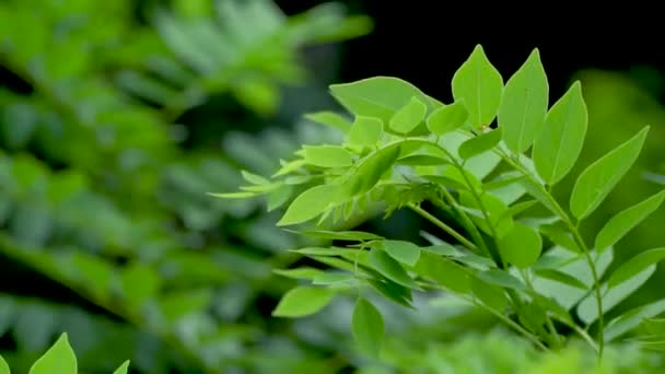 Green leaves in the wild. Green leaves on a bokeh background. — Stock Video