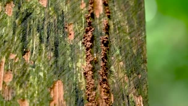 Vita termiter går på ruttnande trä i naturen. — Stockvideo