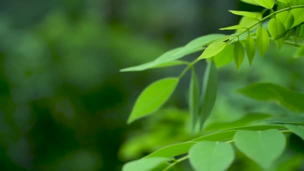 Hojas verdes en la naturaleza. Hojas verdes en la naturaleza sobre fondo bokeh. — Vídeo de stock