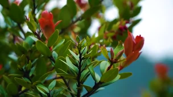 Крупним планом красиве листя дерева в районі блакитного озера . — стокове відео