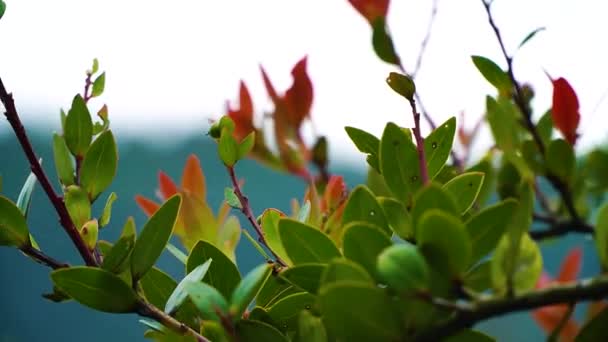 Gros plan de belles feuilles d'arbres dans un lac bleu. — Video