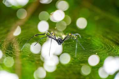 Vahşi doğada büyük siyah bir örümcek. Gün boyunca kafesinde siyah örümcek vardı. Yüksek kaliteli fotoğraf.