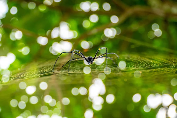 Una Gran Araña Negra Naturaleza Araña Negra Jaula Durante Día — Foto de Stock