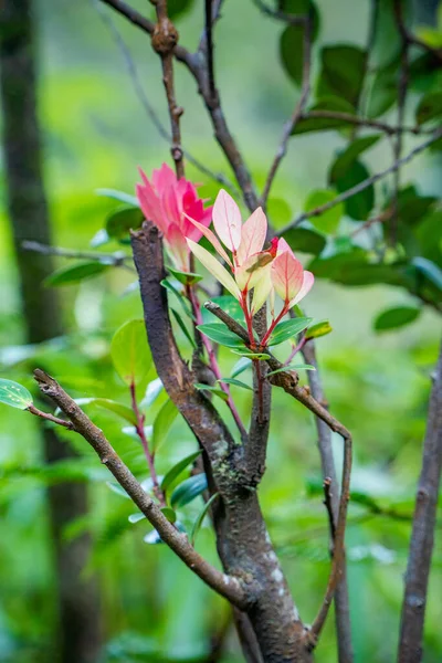 Le foglie giovani sono rosa. Foglie in primo piano foto — Foto Stock