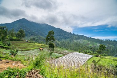 Dağdaki yeşil sebze çiftliğinin manzarası