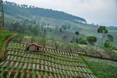 Dağdaki yeşil sebze çiftliğinin manzarası