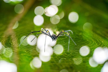Vahşi doğada büyük siyah bir örümcek. Gündüzleri kafesinde siyah örümcek.