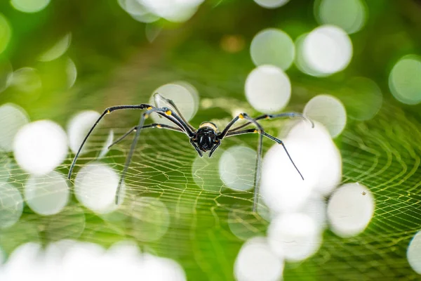 Big black spider in the wild. Black spider in its cage during the day. — Stock Photo, Image