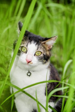 Yeşil çimlerde oynayan kara kedi. Çimenlerde oynayan sevimli kedi.
