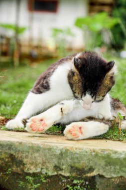 Avluda oynayan siyah beyaz kedi