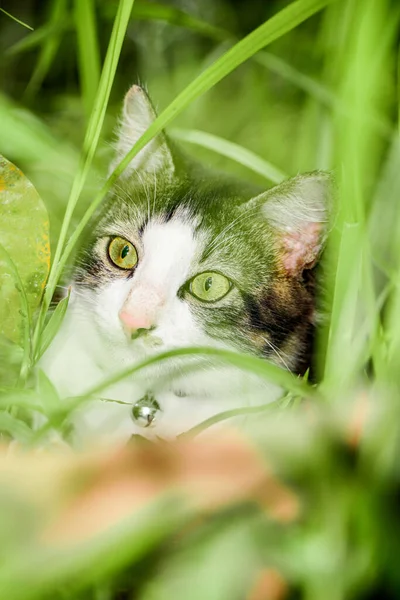 Černá kočka si hraje na zelené trávě. Roztomilá kočka si hraje na trávě — Stock fotografie