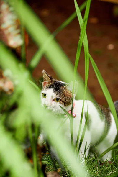 Fekete macska játszik zöld füvön. Aranyos macska játszik a fűben — Stock Fotó